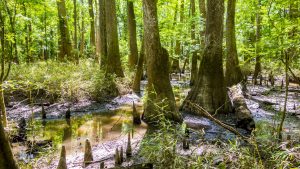 Congaree National Park temperaturen, klimaat en het weer per maand
