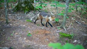 Isle Royale National Park temperaturen, klimaat en het weer per maand
