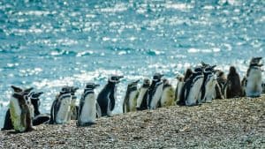 Puerto Madryn temperaturen, klimaat en het weer per maand