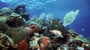 Utila temperaturen, klimaat en het weer per maand