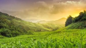 Cameron Highlands temperaturen, klimaat en het weer per maand