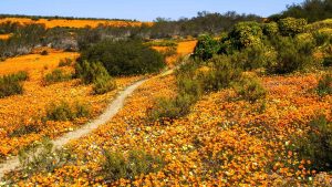 Weer en temperatuur in Namaqualand in maart 2016