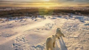 Manitoba temperaturen, klimaat en het weer per maand