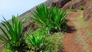 Weer en temperatuur in São Nicolau in maart 2026
