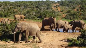 Addo Elephant National Park temperaturen, klimaat en het weer per maand