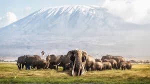 Weer Amboseli National Park in februari 2015: temperatuur, zon en neerslag