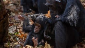 Gombe Stream National Park temperaturen, klimaat en het weer per maand