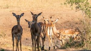 Hluhluwe-iMfolozi Park temperaturen, klimaat en het weer per maand