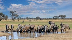 Kgalagadi Transfrontier Park temperaturen, klimaat en het weer per maand