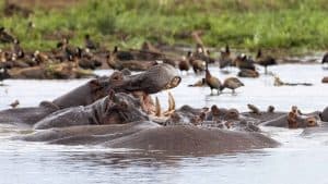 Lake Manyara National Park temperaturen, klimaat en het weer per maand