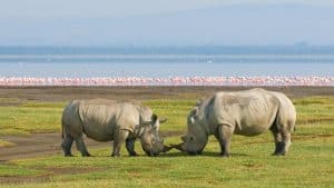 Lake Nakuru National Park temperaturen, klimaat en het weer per maand