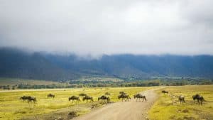 Ngorongoro Conservation Area temperaturen, klimaat en het weer per maand
