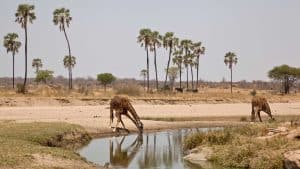 Ruaha National Park temperaturen, klimaat en het weer per maand