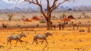 Tsavo East National Park temperaturen, klimaat en het weer per maand