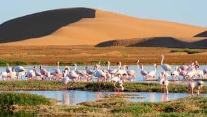 Walvis Bay temperaturen, klimaat en het weer per maand