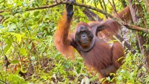 Weer en temperatuur in Borneo in maart 2026