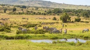 Weer en temperatuur in Shimoni in augustus 2025